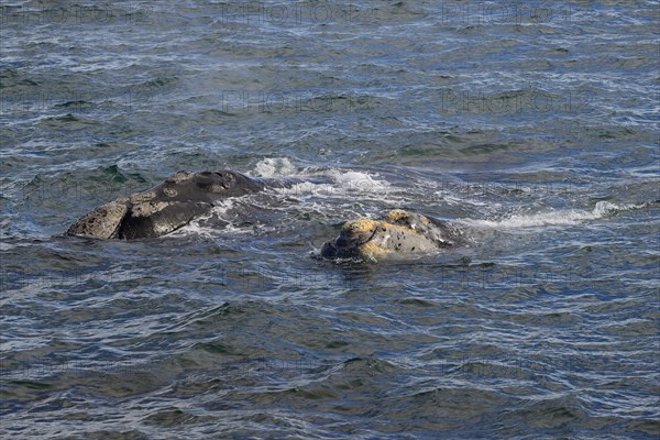 Southern right whale (Eubalaena australis)