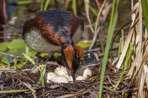 Horned Grebe (Podiceps auritus) turns the eggs in the nest