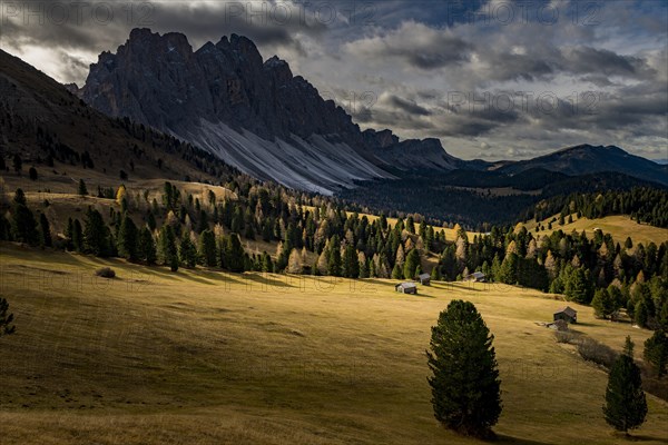 Odle group with Larch forest (Larix) and alpine huts in autumn