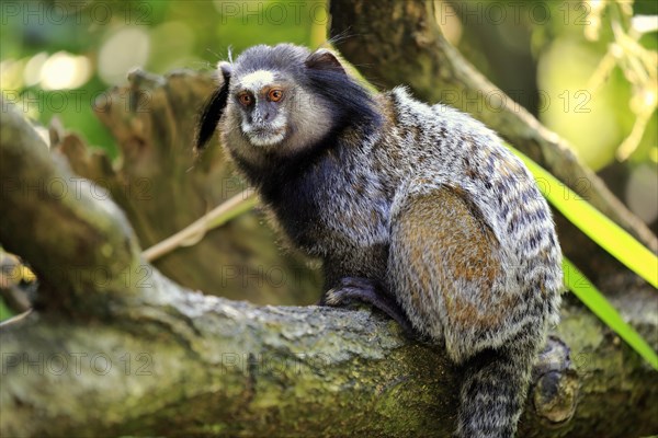 Wied's marmoset (Callithrix kuhlii)