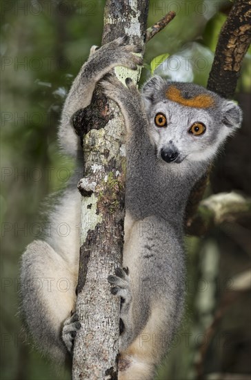 Crowned lemur (Eulemur coronatus) climbs on tree