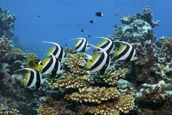 Swarm Pennant coralfishes (Heniochus acuminatus)