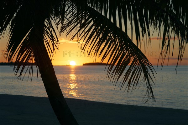 Palm tree on the beach at sunset