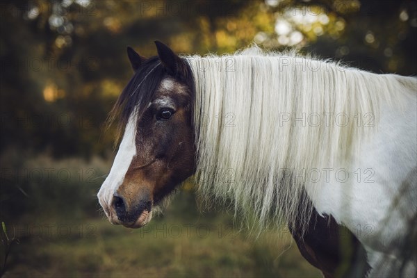 Tinker (Equus) on the meadow