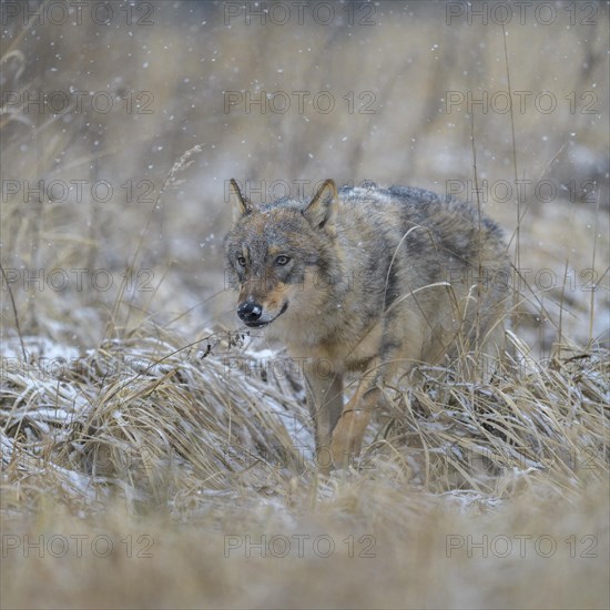 Gray wolf (Canis lupus)