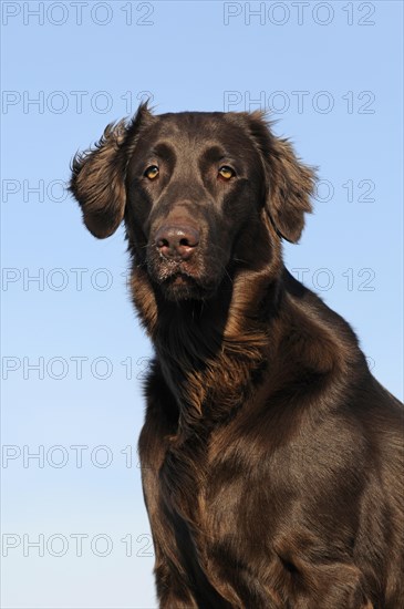 Flat Coated Retriever