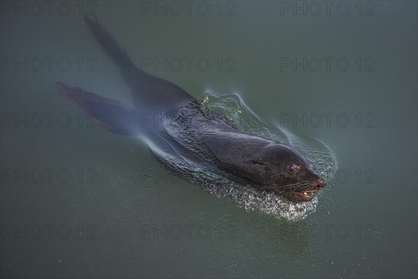 Cape fur seal (Arctocephalus pusillus)