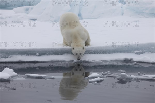 Polar bear (Ursus maritimus)