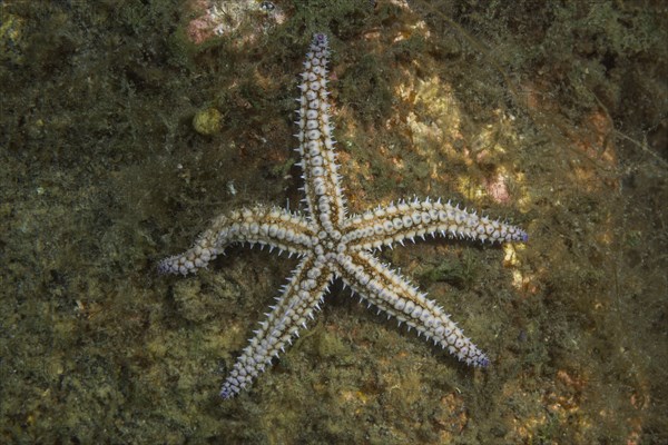 Spiny Starfish (Marthasterias glacialis)