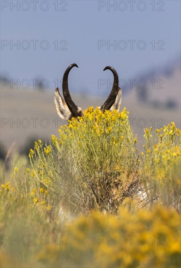 Pronghorn (Antilocapra americana)