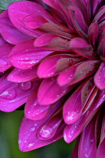 Decorative Dahlia (Dahlia)