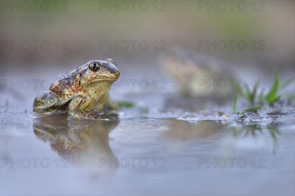 Common spadefootn (Pelobates fuscus) were seated in a puddle