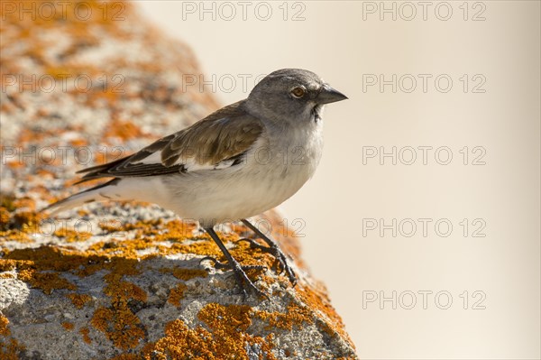 White-winged snowfinch (Montifringilla nivalis)