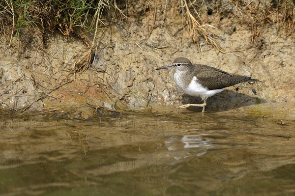 Common sandpiper (Actitis hypoleucos) runs on the shore