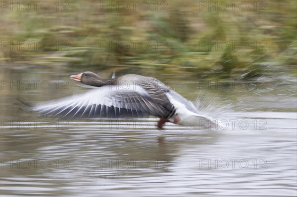 Greylag goose (Anser anser)
