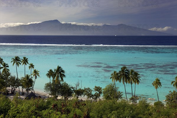 Palm trees on the beach