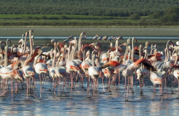 Greater Flamingos (Phoenicopterus roseus)