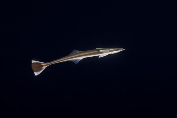 Remora fish