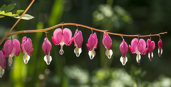 Old-fashioned bleeding-heart (Lamprocapnos spectabilis)