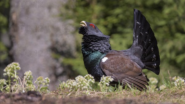 Western capercaillie (Tetrao urogallus)