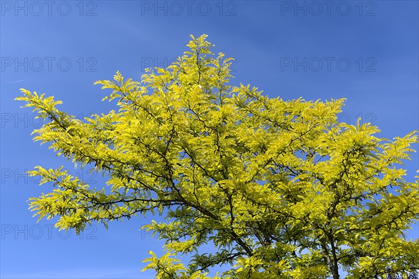 Tree of heaven (Ailanthus altissima)