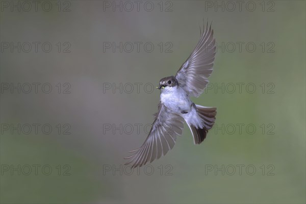 European Pied Flycatcher (Ficedula hypoleuca)