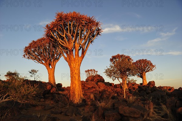 Quiver tree (Aloe dichotoma)