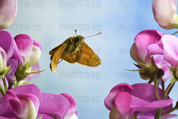 Large skipper (Ochlodes sylvanus)