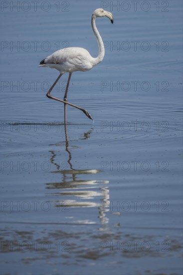 Pink Flamingo (Phoenicopterus roseus)