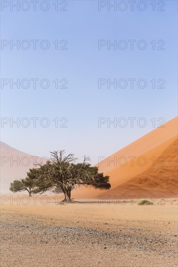 Camelthorn tree (Acacia erioloba) in front of Sand Dune