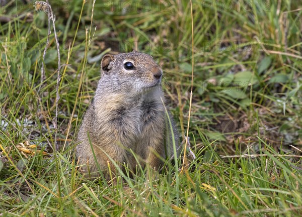 Uinta ground squirrel (Urocitellus armatus) sits in the gras