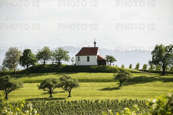 Flowering apple orchard