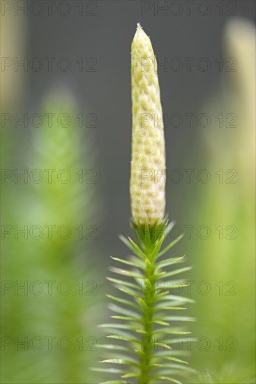 Interrupted club-moss (Lycopodium annotinum) with fruit stand