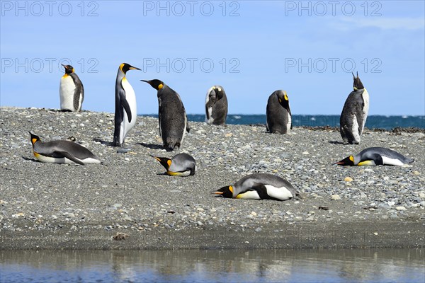 King penguins (Aptenodytes patagonicus)