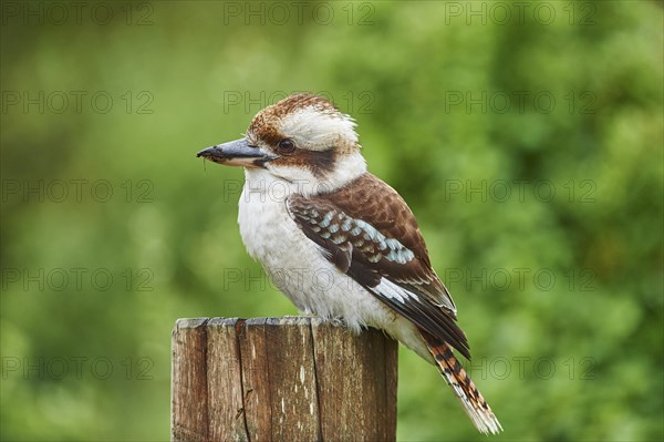 Laughing kookaburra (Dacelo novaeguineae)