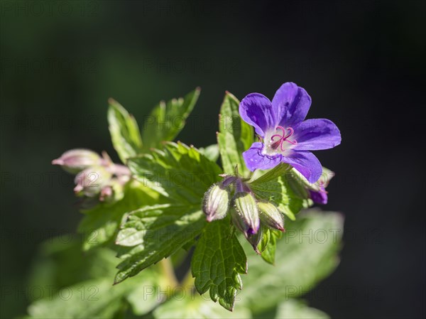 Wood cranesbill (Geranium sylvaticum)