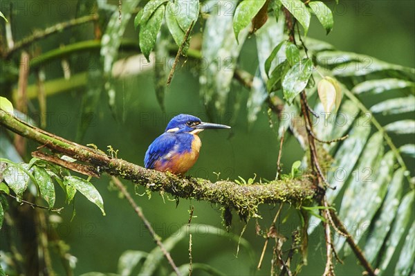 Azure kingfisher (Ceyx azureus) sitting on a branch