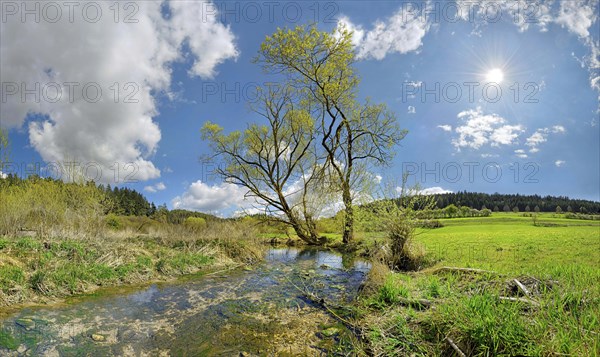 Spring at the idyllic brook and biotope Morsbach