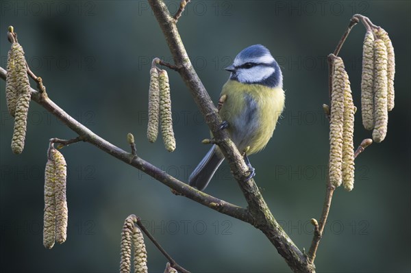 Blue tit (Parus caeruleus)