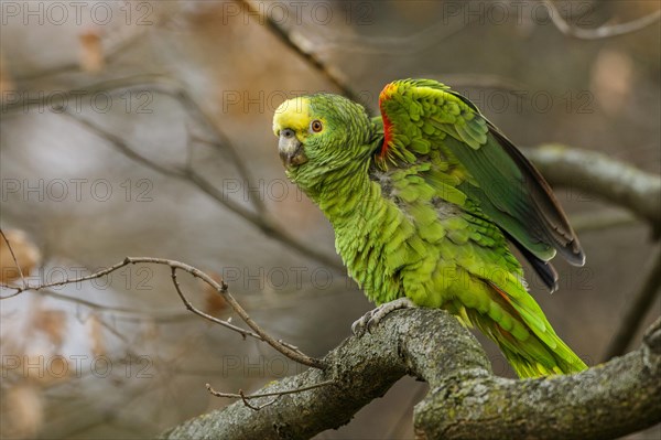 Yellow-headed Amazon (Amazona oratrix) sits on a branch