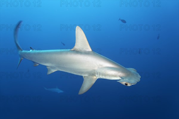 Scalloped Hammerhead (Sphyrna lewini) swims in the open sea