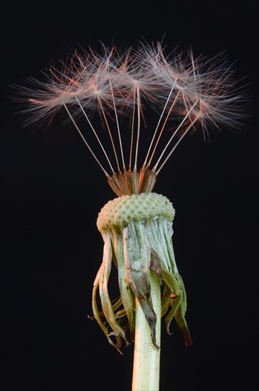 Dandelion (Taraxacum) seed with black background
