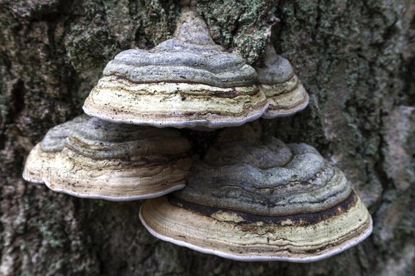 Tinder Funguses (Fomes fomentarius) grow on a tree trunk