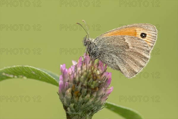 Small heath (Coenonympha pamphilus) on clover blossom