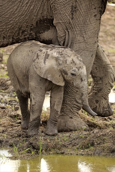 African elephant (Loxodonta africana)