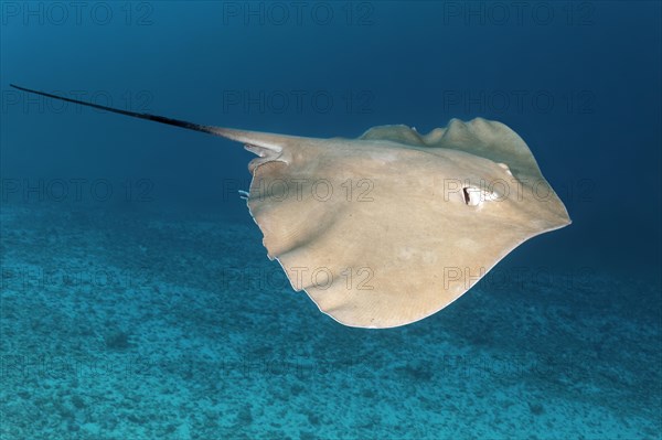 Pink whipray (Himantura fai) swims over sandy bottom