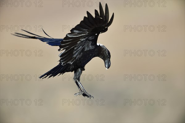 White-necked raven (Corvus albicollis)