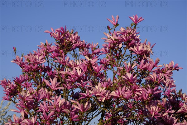Mulan magnolia (Magnolia liliiflora)