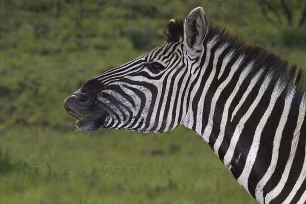 Plains Zebra (Equus quagga)