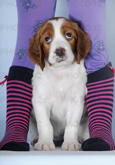 Irish Red and White Setter